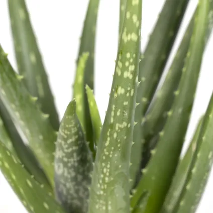 Aloe vera - Succulent - 20cm - Ø12cm 2