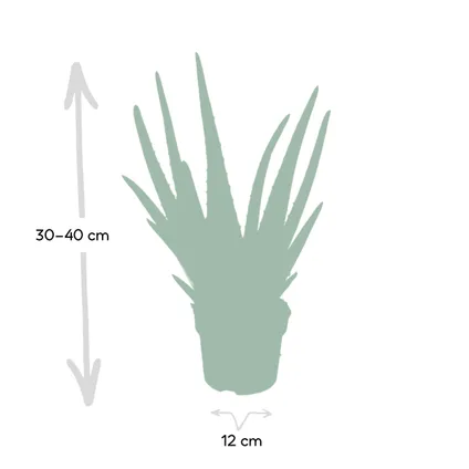 Aloe vera - Succulent - 20cm - Ø12cm 3