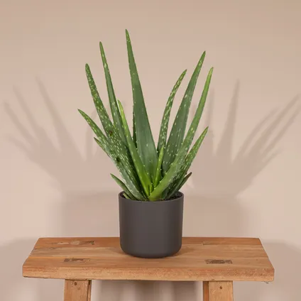 Aloe vera - Succulent - 20cm - Ø12cm 5