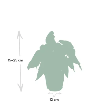 Begonia Maculata  - Blad Begonia - 15cm - Ø12cm 3