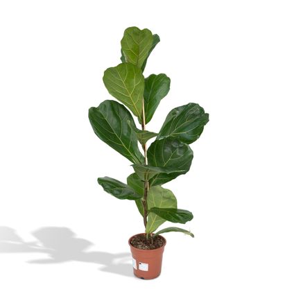 Ficus Lyrata - Rubberplant - 75cm - Ø17cm