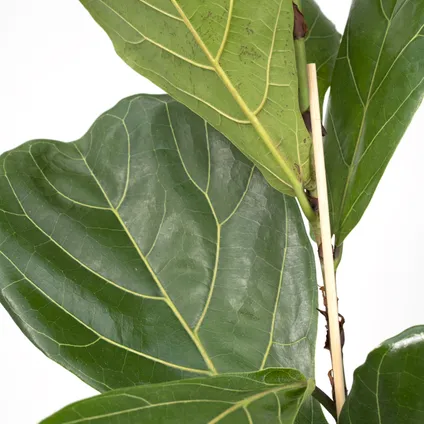 Ficus Lyrata - Rubberplant - 75cm - Ø17cm 2
