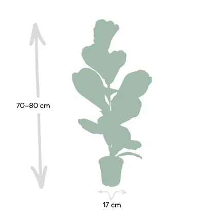 Ficus Lyrata - Rubberplant - 75cm - Ø17cm 3