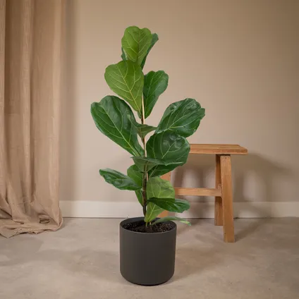 Ficus Lyrata - Rubberplant - 75cm - Ø17cm 5