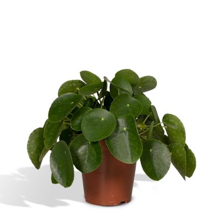 Pilea Peperomiodes - Pannekoekenplant - 25cm - Ø15cm