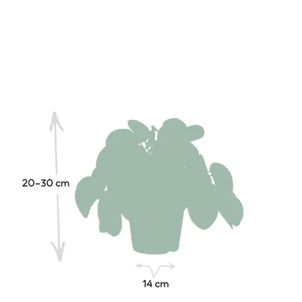Pilea Peperomiodes - Pannekoekenplant - 25cm - Ø15cm 4