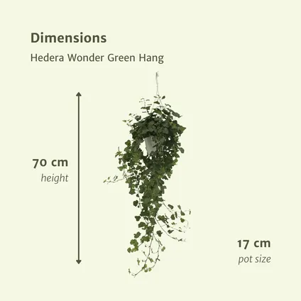 Hedera Wonder Green Hang - Klimop - 70cm - Ø17cm 3