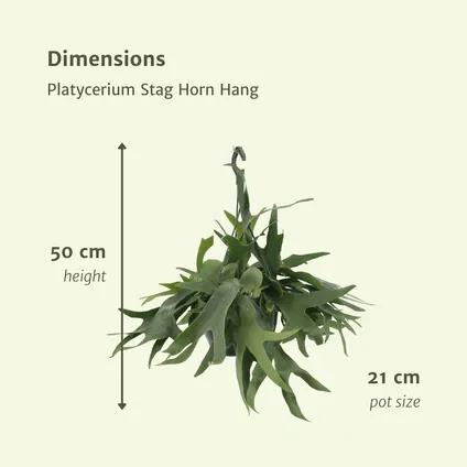 Platycerium Netherlands Hang - Hertshoornvaren - 30cm - Ø17cm 3
