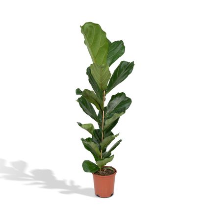 Ficus Lyrata - Rubberplant - 100cm - Ø21cm
