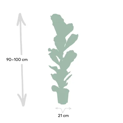 Ficus Lyrata - Rubberplant - 100cm - Ø21cm 3
