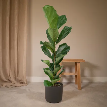 Ficus Lyrata - Rubberplant - 100cm - Ø21cm 5