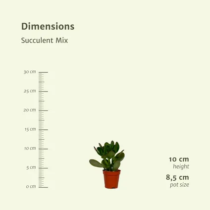 Succulenten Mix - 9 stuks - 10 cm - Ø8,5cm 3