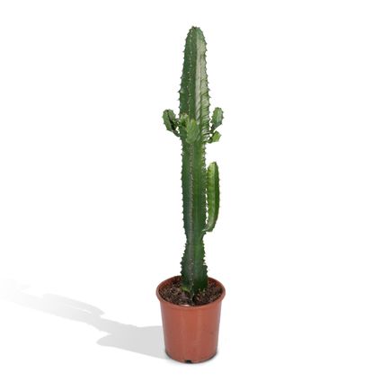 Euphorbia Acrurensis - 50cm - Ø17cm