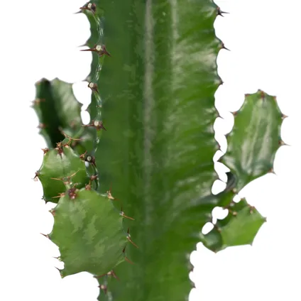 Euphorbia Acrurensis - 50cm - Ø17cm 2