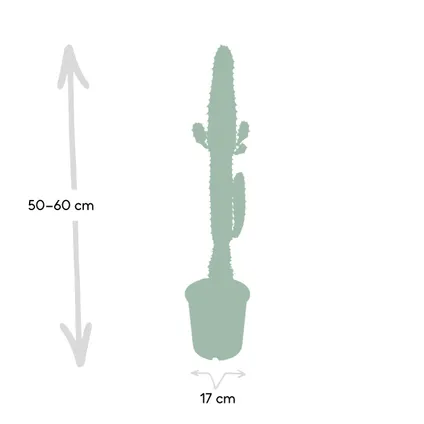 Euphorbia Acrurensis - 50cm - Ø17cm 3