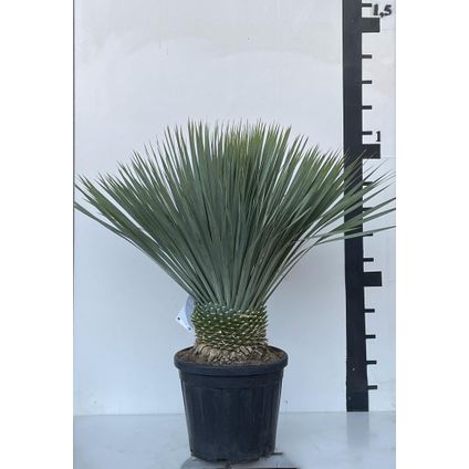 Palmlelie (Yucca Rostrata) ↕100-125cm - potmaat 38cm