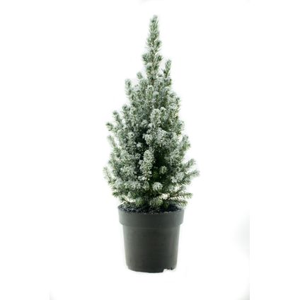 Picea glauca Conica - mini kerstboom - potgekweekt - 50cm
