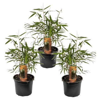 Fargesia Asian - Set de 3 - Bambou non cultivé - Pot 13cm - Hauteur 25-40cm