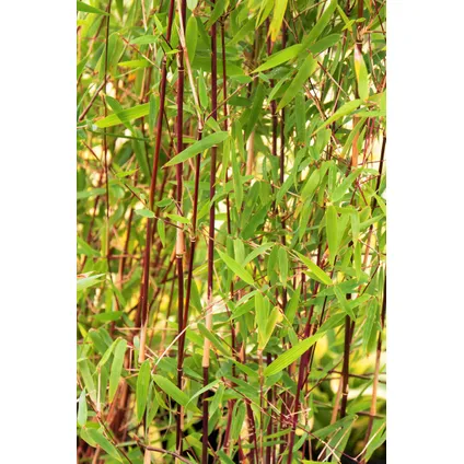 Fargesia Asian - Set van 3 - Niet woekerende Bamboe - Pot 13cm - Hoogte 25-40cm 2