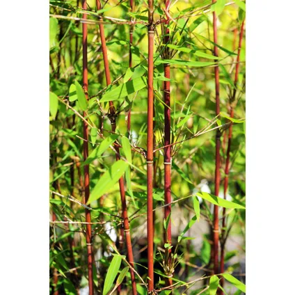 Fargesia Asian - Set van 3 - Niet woekerende Bamboe - Pot 13cm - Hoogte 25-40cm 3