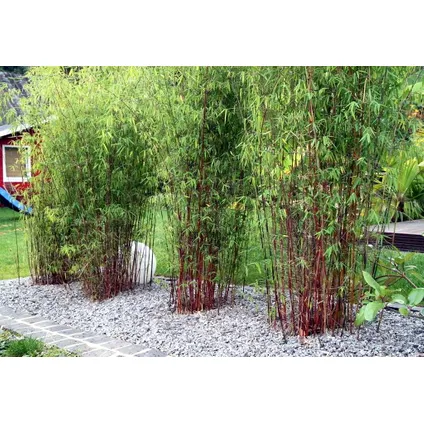 Fargesia Asian - Set van 3 - Niet woekerende Bamboe - Pot 13cm - Hoogte 25-40cm 5