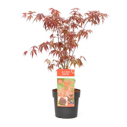 Acer palmatum ´Atropurpureum´ - Japanse Esdoorn - Pot 19cm - Hoogte 60-70cm