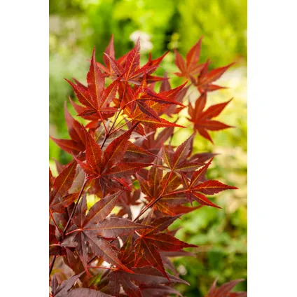 Acer palmatum ´Atropurpureum´ - Japanse Esdoorn - Pot 19cm - Hoogte 60-70cm 2