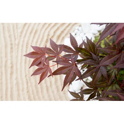 Acer palmatum 'Anthropurpureum' - Érable japonais - Pot 19cm - Hauteur 60-70cm 3