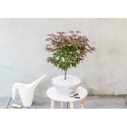 Acer palmatum ´Atropurpureum´ - Japanse Esdoorn - Pot 19cm - Hoogte 60-70cm 4