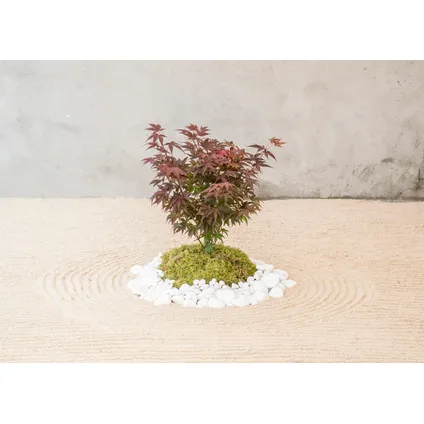 Acer palmatum ´Atropurpureum´ - Japanse Esdoorn - Pot 19cm - Hoogte 60-70cm 5