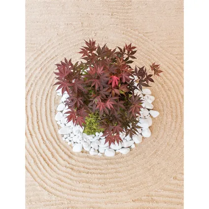Acer palmatum ´Atropurpureum´ - Japanse Esdoorn - Pot 19cm - Hoogte 60-70cm 6