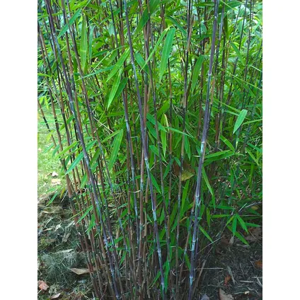 Fargesia Gansu - Set de 6 - Bambou non invasif - Pot 17cm - Hauteur 50-70cm 5