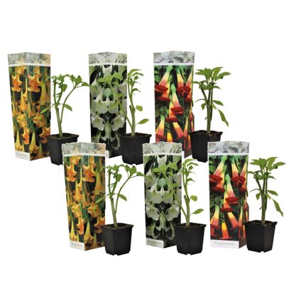 Brugmansia - Mélange de 6 - Fleurs de jardin - Pot 9cm - Hauteur 25-40cm