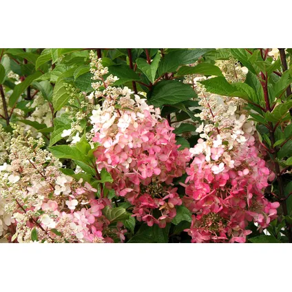Hydrangea 'Pinky Winky' - Pluimhortensia - Pot 19cm - Hoogte 25-40cm 2