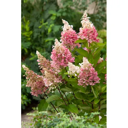 Hydrangea 'Pinky Winky' - Pluimhortensia - Pot 19cm - Hoogte 25-40cm 5