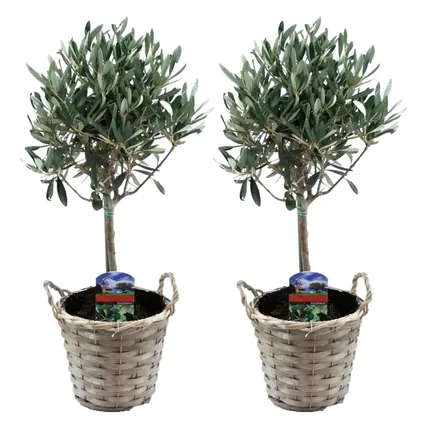 Olea Europaea - Set de 2 - d'olivier dans un panier - Pot 14cm - Hauteur 50-60cm