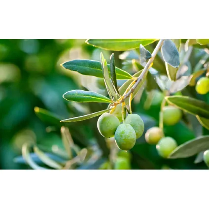 Olea Europaea - Set de 2 - d'olivier dans un panier - Pot 14cm - Hauteur 50-60cm 2