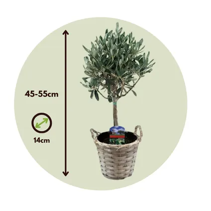 Olea Europaea - Set van 2 - Olijfboom stam in mand - Pot 14cm - Hoogte 50-60cm 7