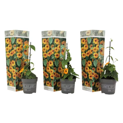 Thunbergia alata New Orange - Set van 3 - Klimplant - Pot 9cm - Hoogte 25-40cm