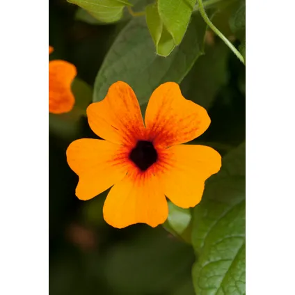 Thunbergia alata New Orange - Set van 3 - Klimplant - Pot 9cm - Hoogte 25-40cm 2