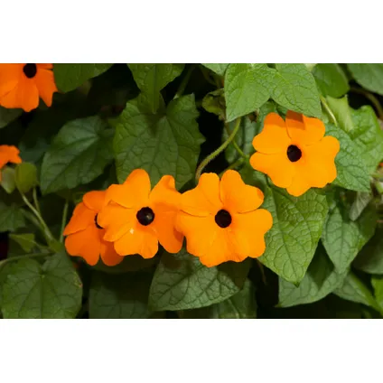 Thunbergia alata New Orange - Set van 3 - Klimplant - Pot 9cm - Hoogte 25-40cm 3