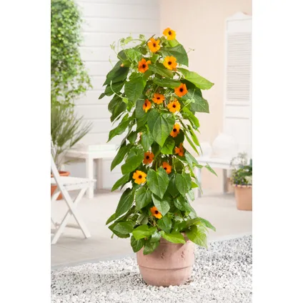 Thunbergia alata New Orange - Set van 3 - Klimplant - Pot 9cm - Hoogte 25-40cm 4