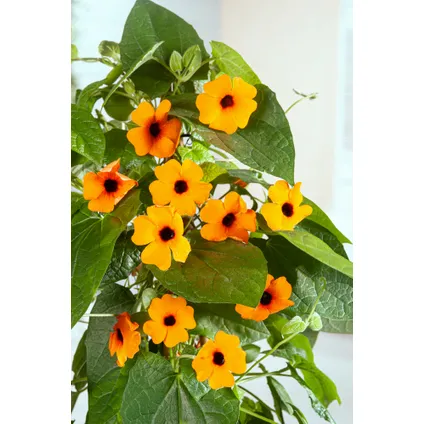Thunbergia alata New Orange - Set van 3 - Klimplant - Pot 9cm - Hoogte 25-40cm 5