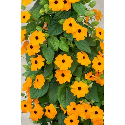 Thunbergia alata New Orange - Set van 3 - Klimplant - Pot 9cm - Hoogte 25-40cm 6