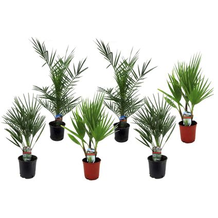Tuinpalmen - Mix van 6 planten - Pot 15cm - Hoogte 50-70cm