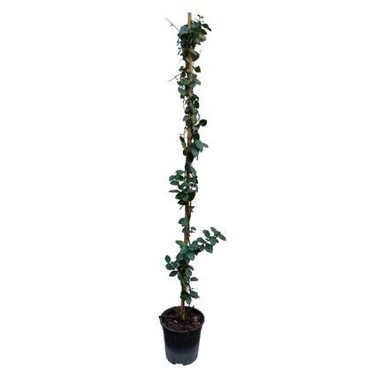 Trachelospermum jasminoides 'Ster van Toscane' - Pot 17cm - Hoogte 110-120cm