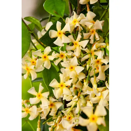 Trachelospermum jasminoides 'Ster van Toscane' - Pot 17cm - Hoogte 110-120cm 4