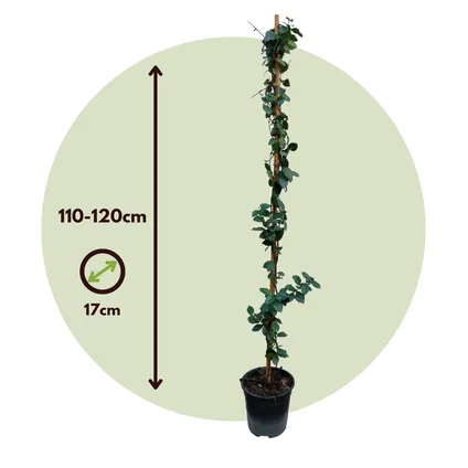 Trachelospermum jasminoides 'Ster van Toscane' - Pot 17cm - Hoogte 110-120cm 7