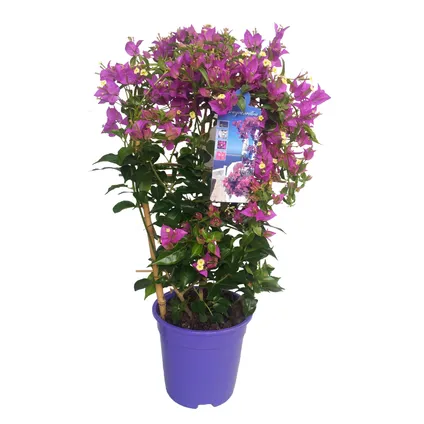 Bougainvillea 'Alexandra' - Klimplant - Tuinplant - Pot 17cm - Hoogte 50-60cm