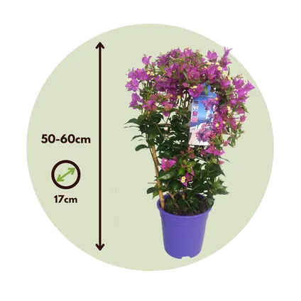 Bougainvillea 'Alexandra' - Klimplant - Tuinplant - Pot 17cm - Hoogte 50-60cm 7